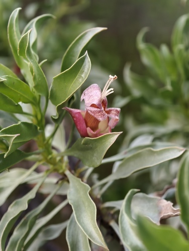 Eremophila galeata (Eremophila galeata)