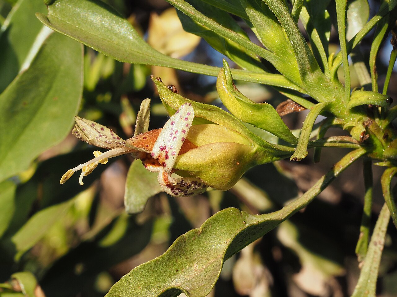 Eremophila galeata: Eremophila galeata growing about 27km south of Newman