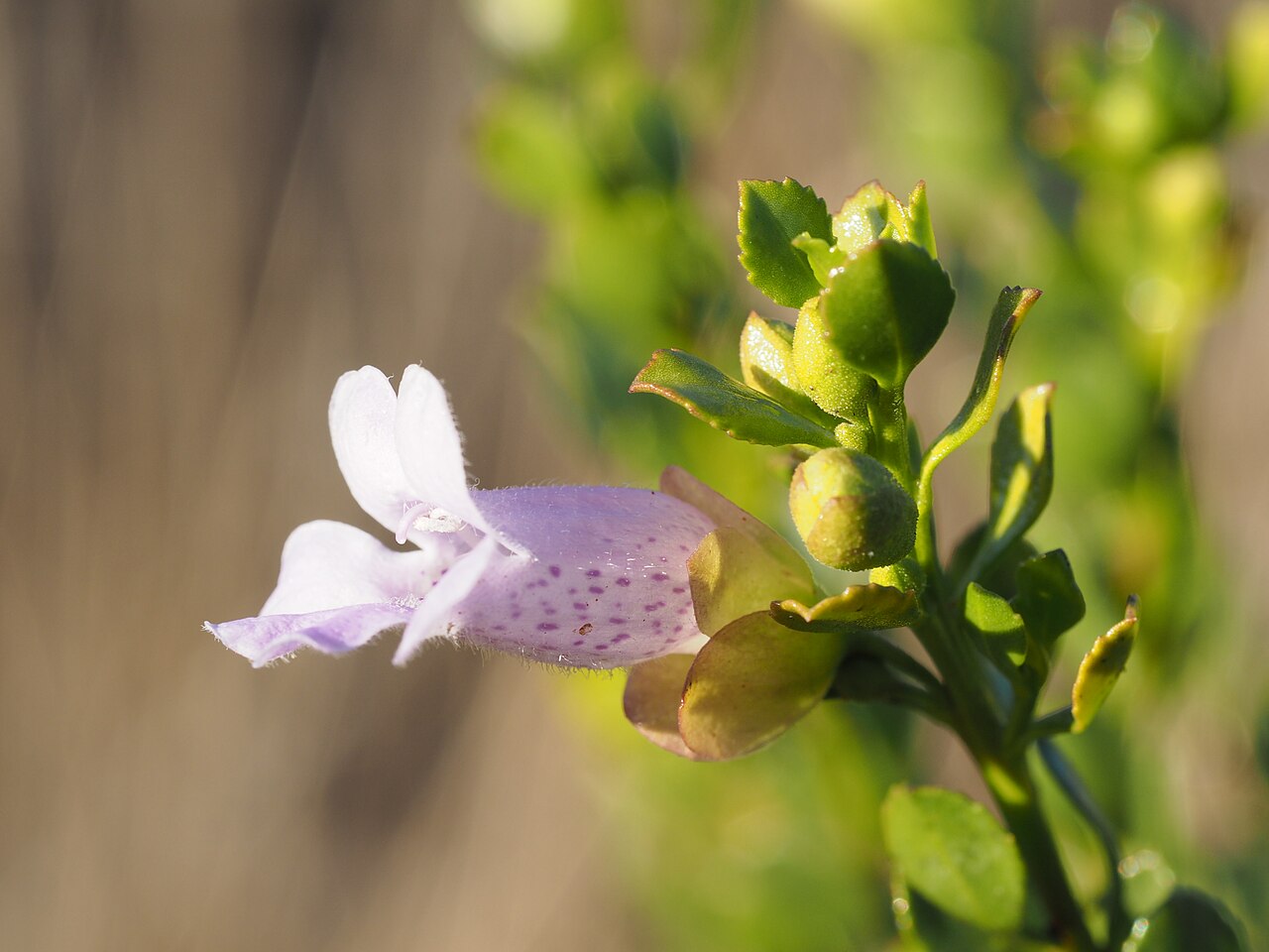 Eremophila georgei: Eremophila georgei growing south-east of Leinster