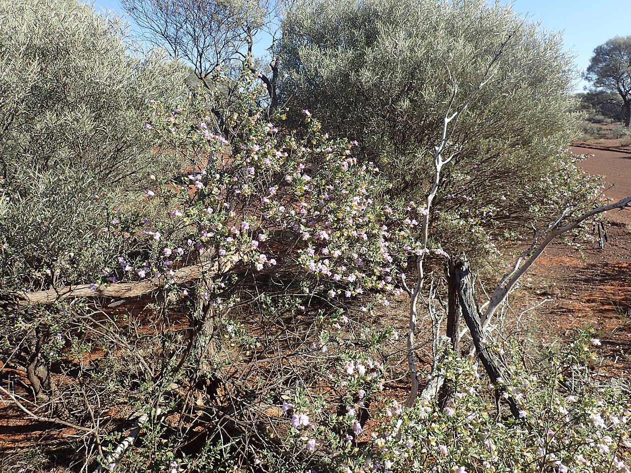 Eremophila georgei: Eremophila georgei growing near Malcolm Dam