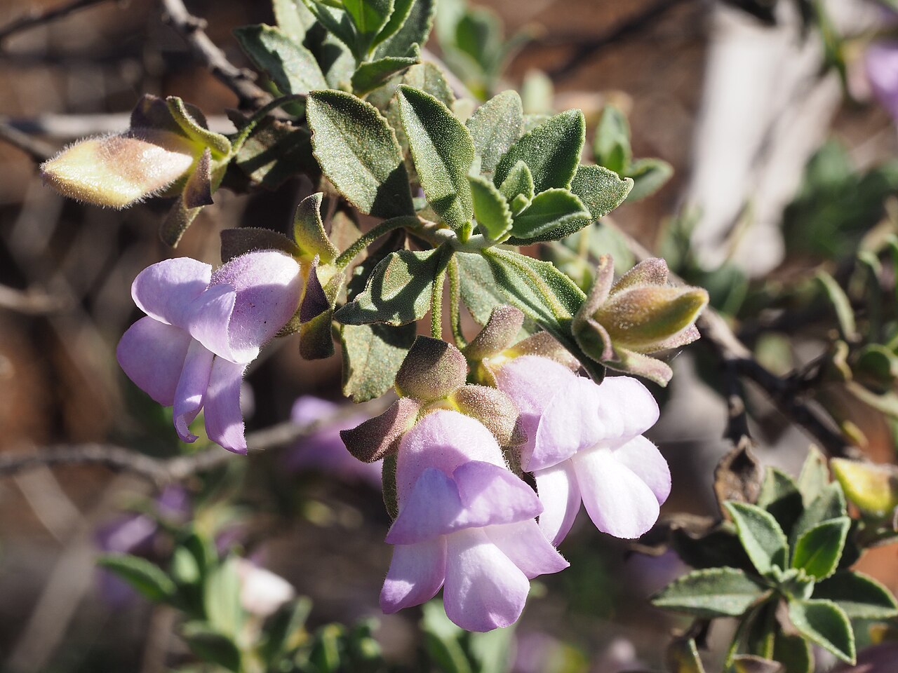 Eremophila georgei: Eremophila georgei growing near Malcolm Dam