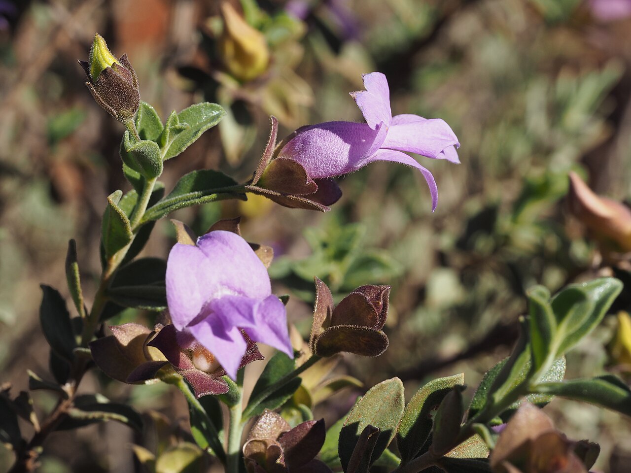 Eremophila georgei: Eremophila georgei growing near Malcolm Dam