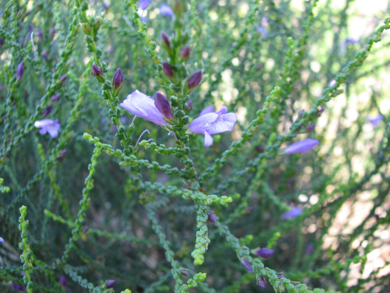 Coccid emu-bush: Eremophila gibbifolia (cultivated, labelled), Royal Botanic Gardens Melbourne, Australia