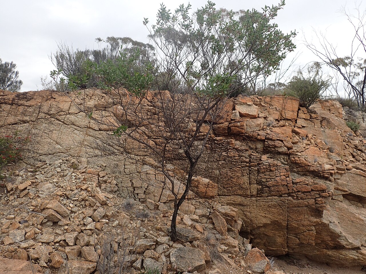 Humped fuchsia bush: Eremophila gibbosa growing on the edge of Lake Cowan, near Norseman