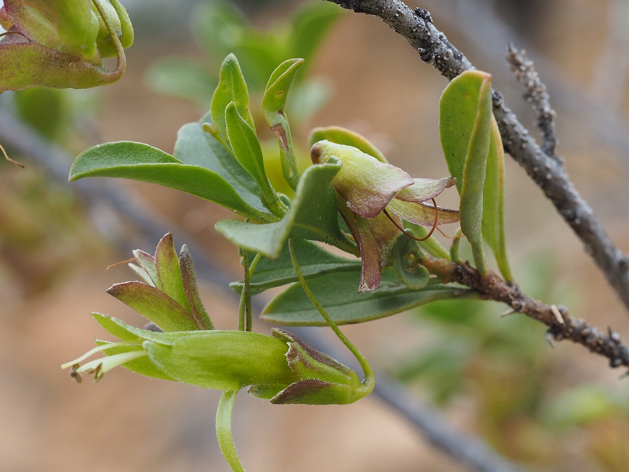 Humped fuchsia bush: Eremophila gibbosa growing on the edge of Lake Cowan, near Norseman