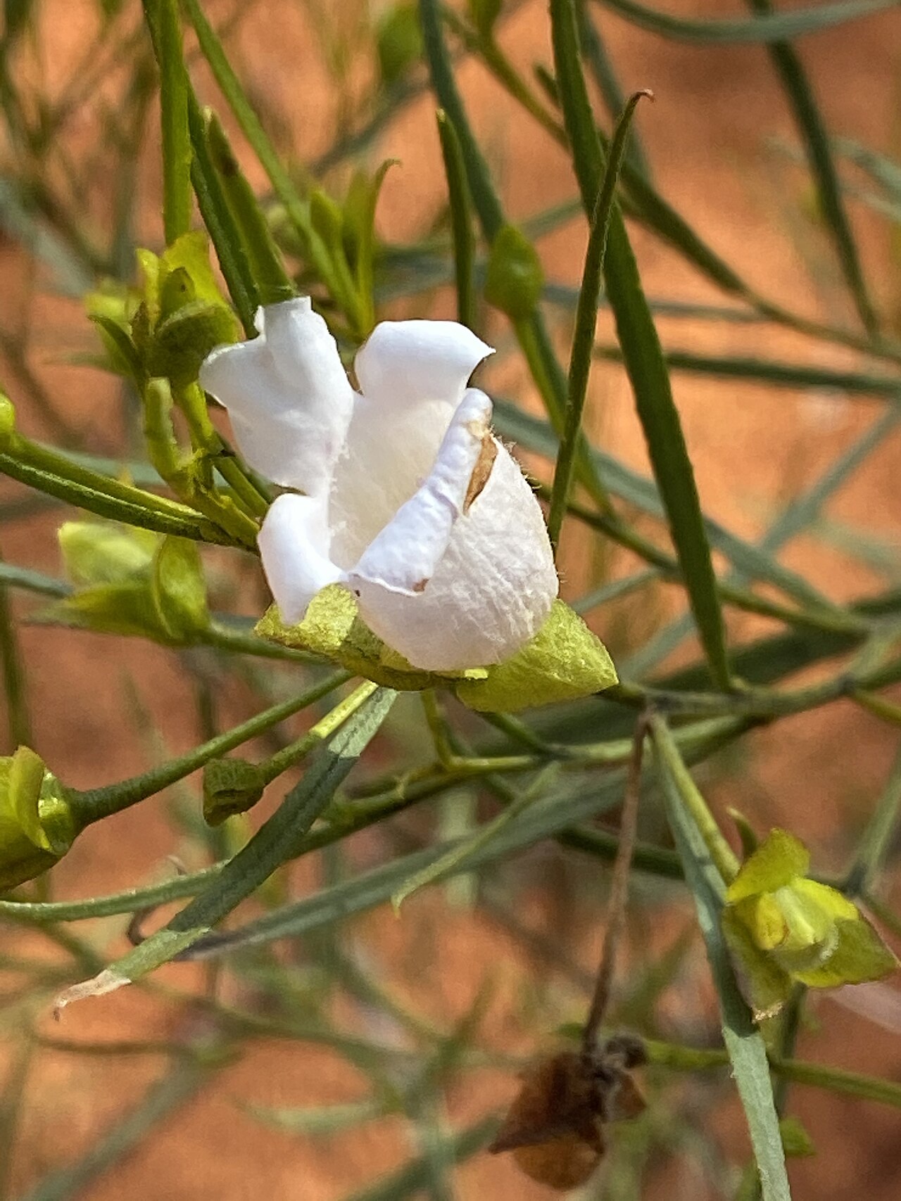 Eremophila gibsonii: Eremophila gibsonii in the Australian Botanic Garden, Canberra