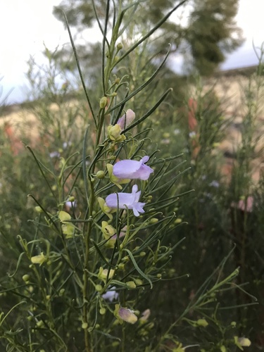 Eremophila gibsonii (Eremophila gibsonii)