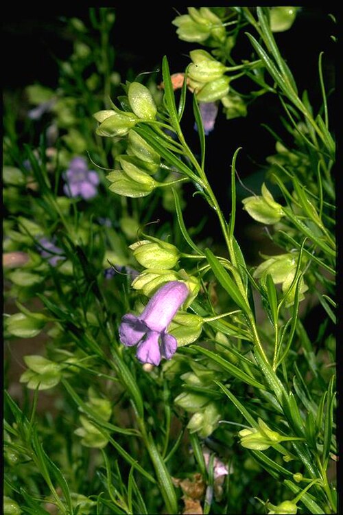 Eremophila gibsonii: Eremophila gibsonii