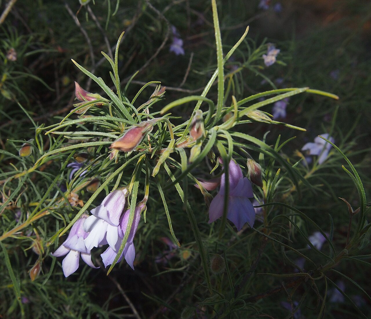 Charleville turkey bush: Eremophila gilesii foliage and flowers