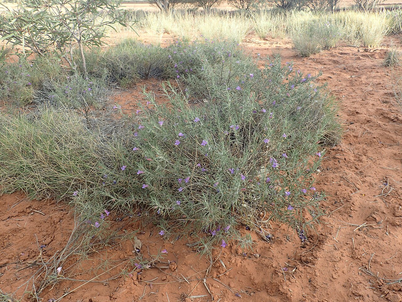 Charleville turkey bush: Eremophila gilesii gilesii growing near the Uramurdah Creek crossing on Wongawol Road