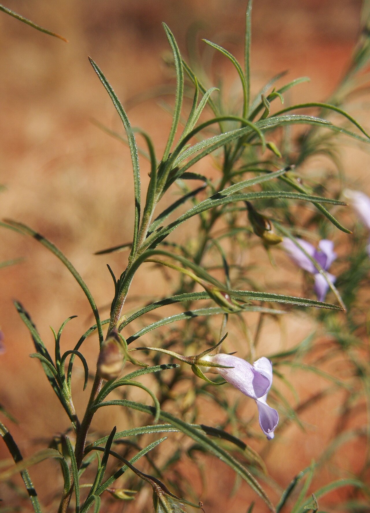 Charleville turkey bush: Eremophila gilesii flower and foliage