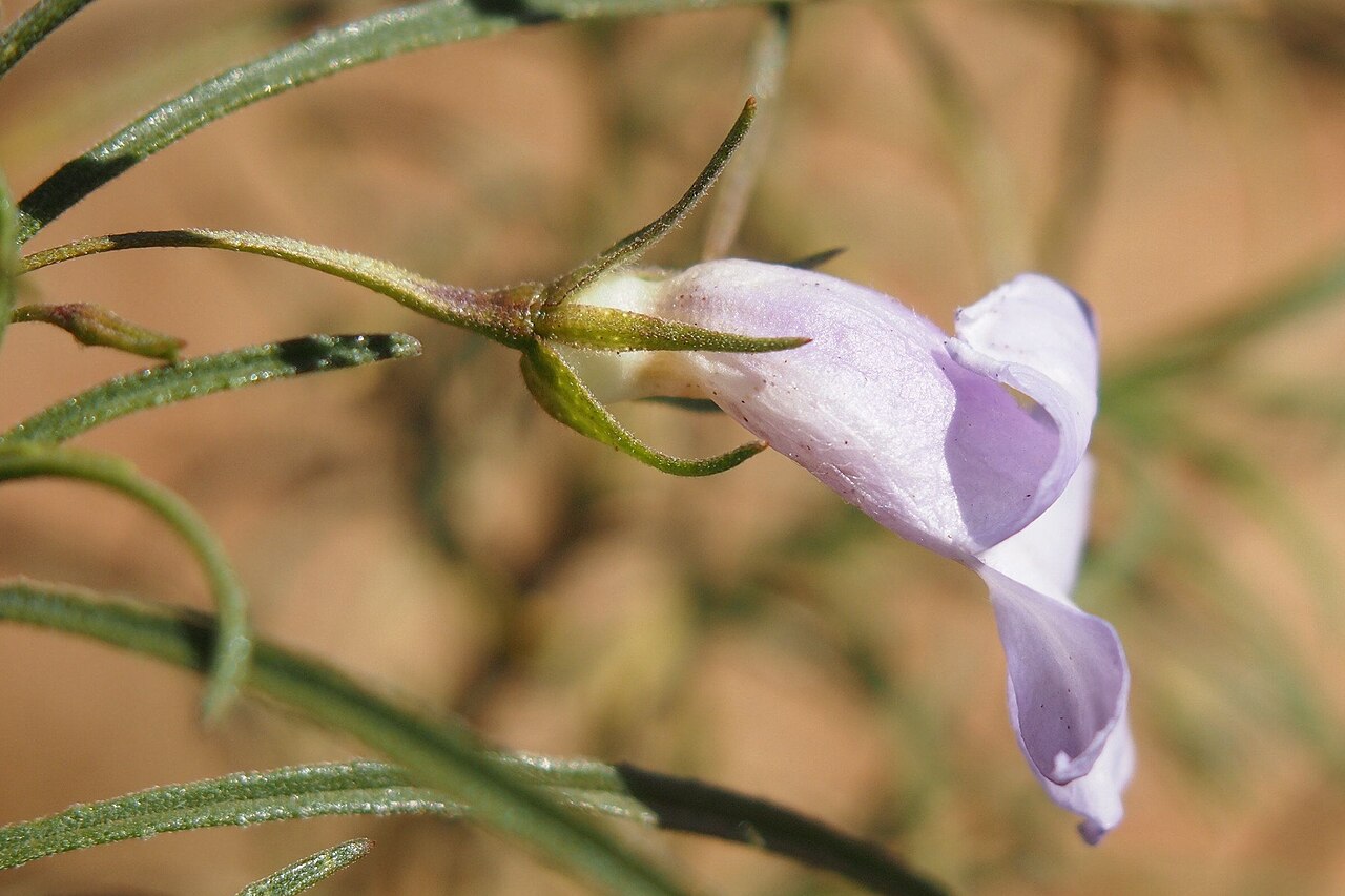 Charleville turkey bush: Eremophila gilesii flower