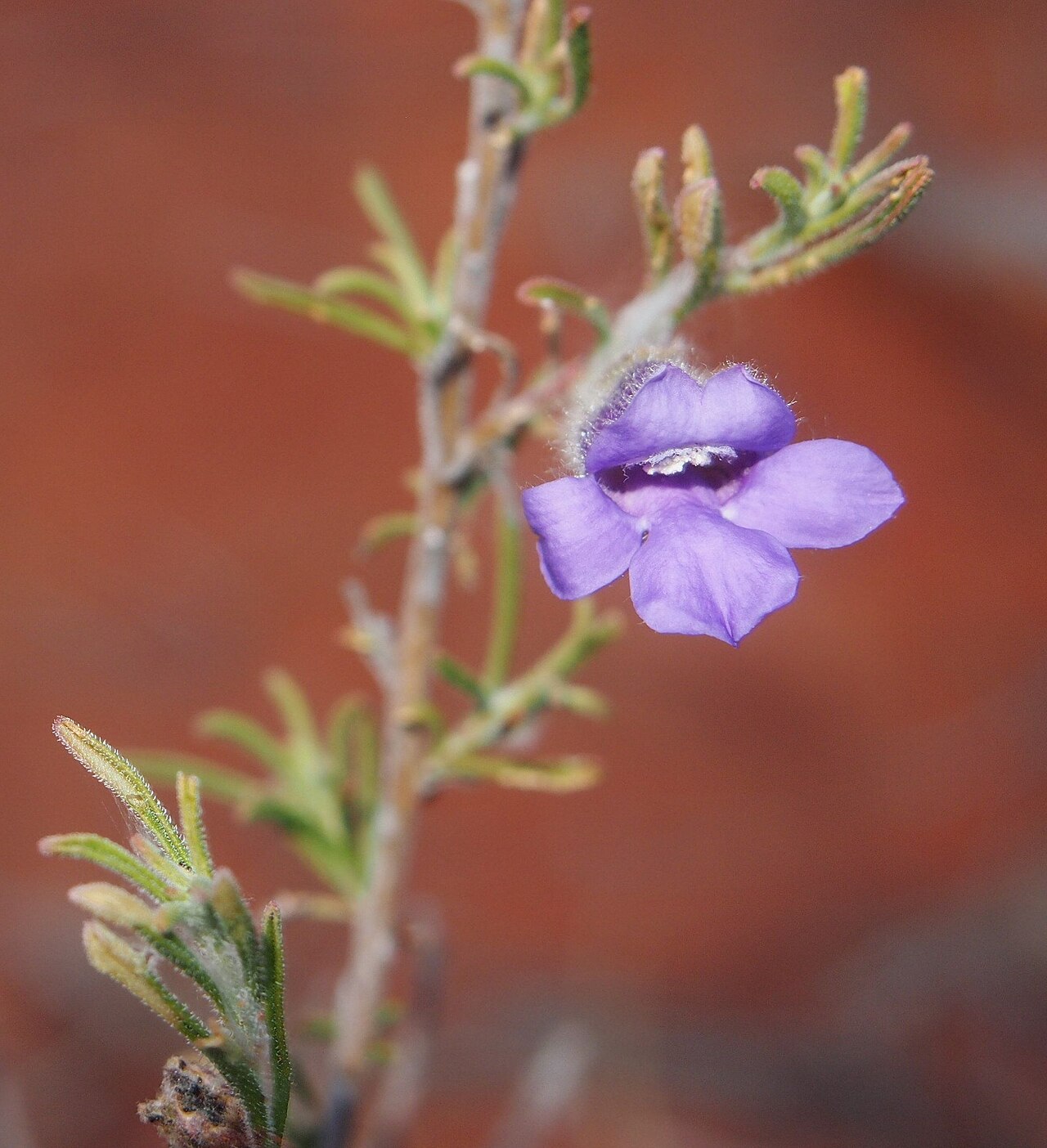 Charleville turkey bush: Eremophila gilesii flower