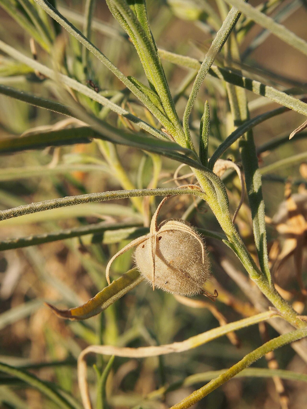 Charleville turkey bush: Eremophila gilesii fruit