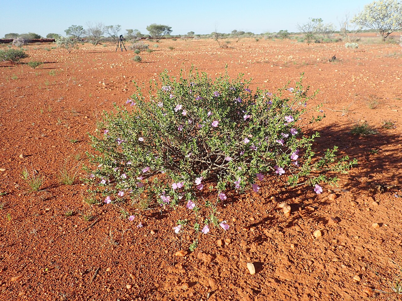 Charleville turkey bush: Eremophila gilesii variabilis growing near the Great Northern Highway, 15km south of the Middle Gascoyne River bridge