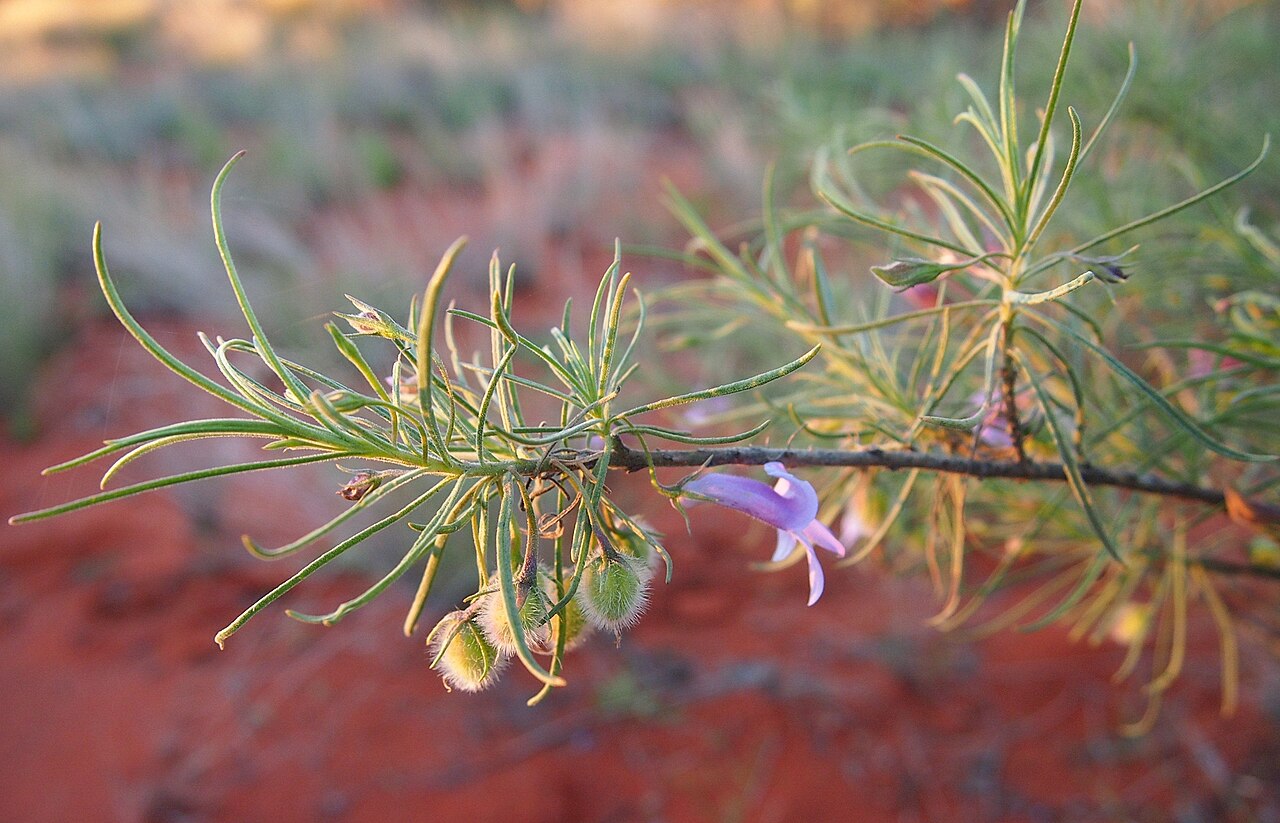 Charleville turkey bush: Eremophila gilesii fruit