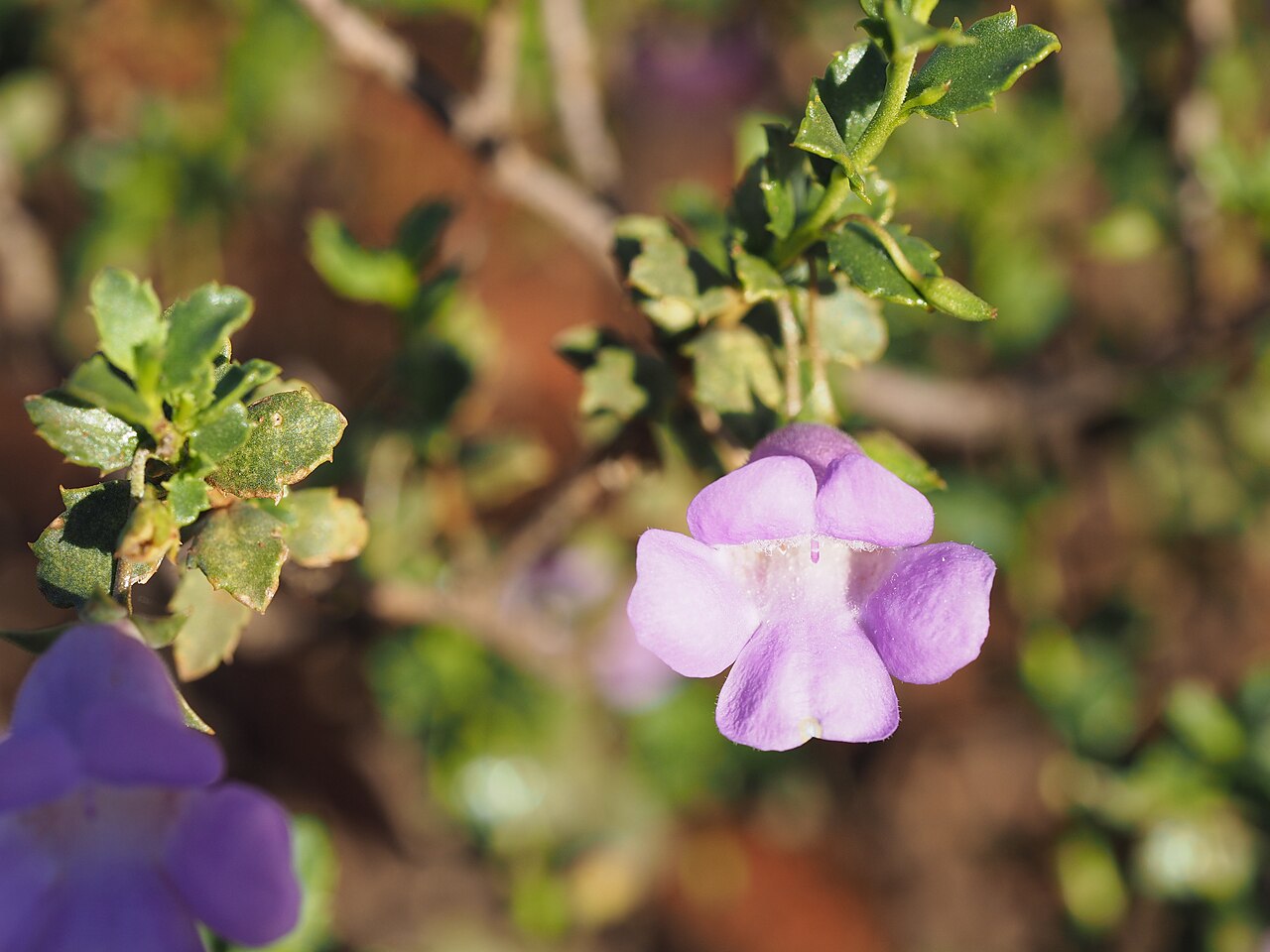 Charleville turkey bush: Eremophila gilesii variabilis growing near the Great Northern Highway, 15km south of the Middle Gascoyne River bridge