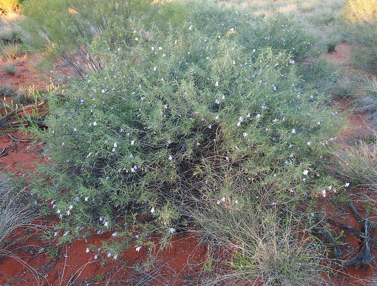 Charleville turkey bush: Eremophila gilesii habit