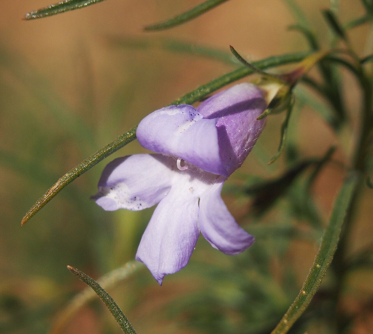Charleville turkey bush: Eremophila gilesii flower