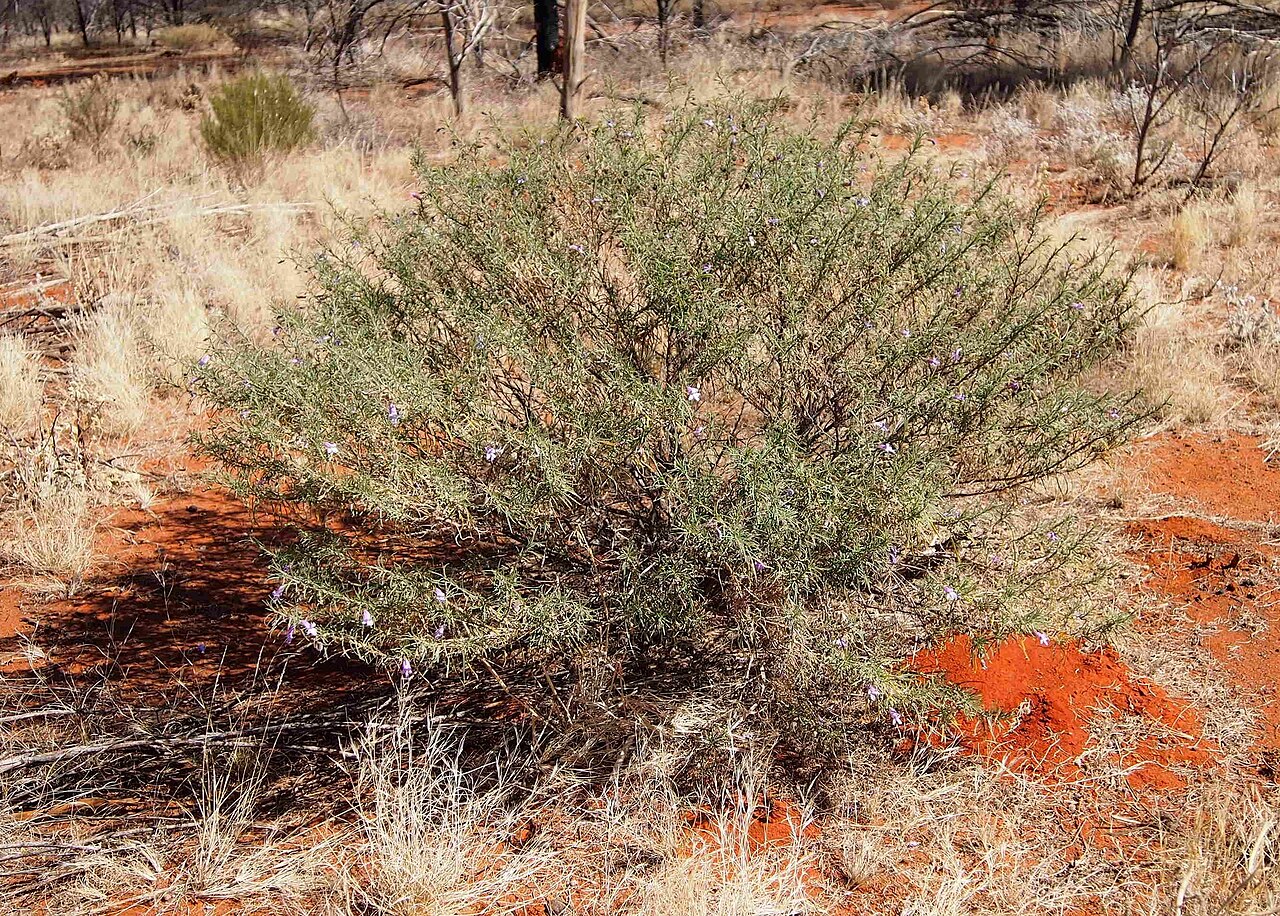 Charleville turkey bush: Eremophila gilesi