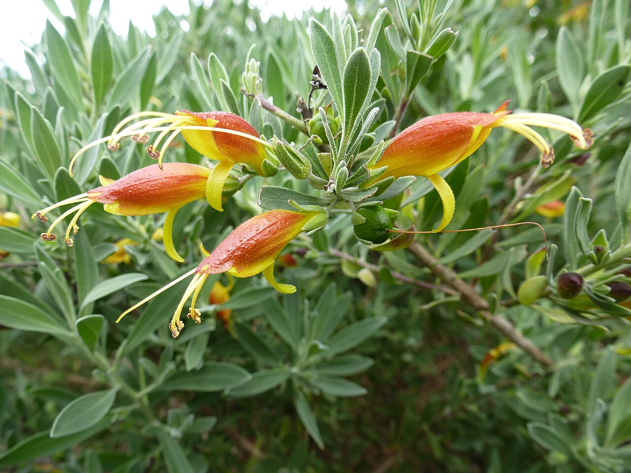 Tar bush: Eremophila glabra at Mount Annan botanic garden