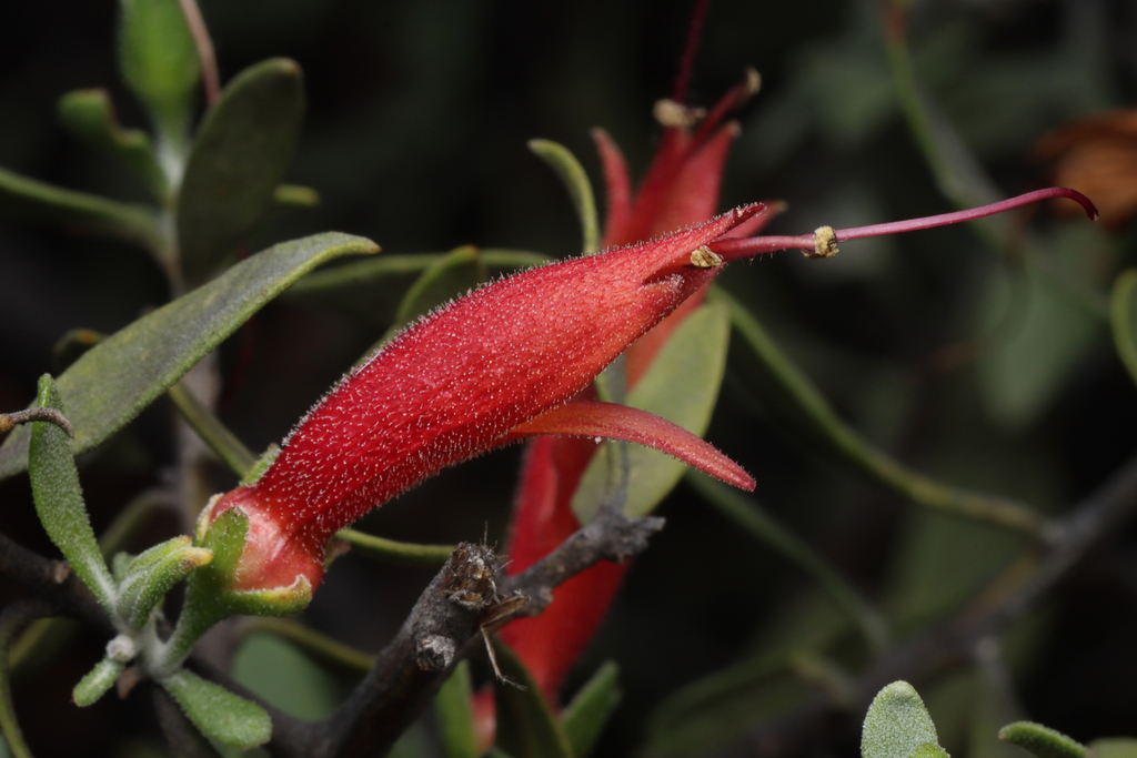 Tar bush (Eremophila glabra)