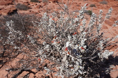 Tar bush (Eremophila glabra)