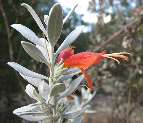 Tar bush: Eremophila glabra 'Murchison Magic' (cultivated, labelled) Maranoa Gardens, Balwyn, Victoria, Australia