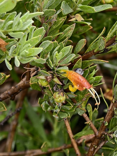 Tar bush (Eremophila glabra)