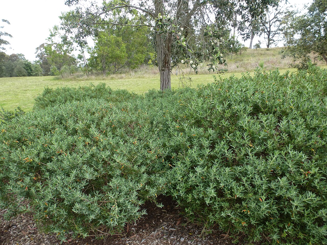 Tar bush: Eremophila glabra at Mount Annan botanic garden