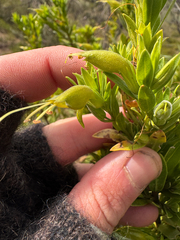 Tar bush (Eremophila glabra)