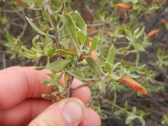 Tar bush (Eremophila glabra)