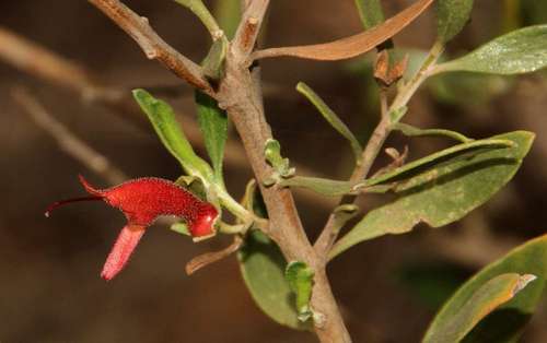 Tar bush (Eremophila glabra)