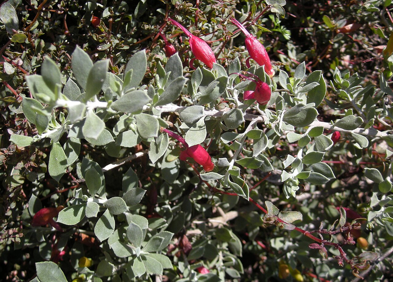 Tar bush: Eremophila glabra foligae and flowers