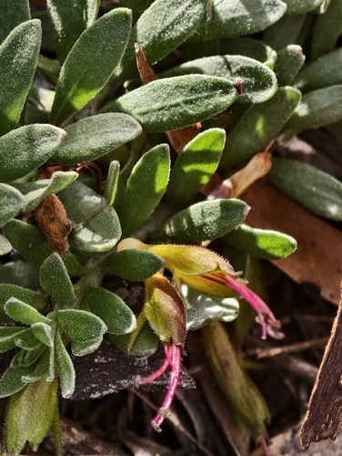 Tar bush (Eremophila glabra)