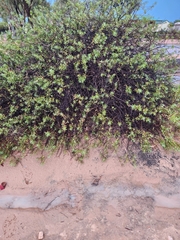 Tar bush (Eremophila glabra)