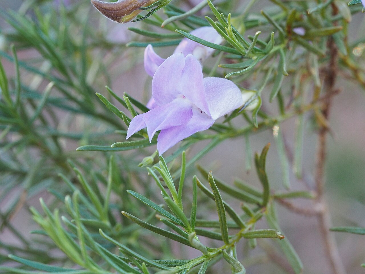 Sticky emu bush: Eremophila glutinosa growing at "The Pound" near Mount Augustus