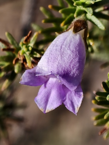Sticky emu bush (Eremophila glutinosa)