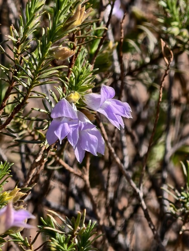 Sticky emu bush (Eremophila glutinosa)