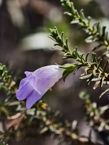 Sticky emu bush (Eremophila glutinosa)
