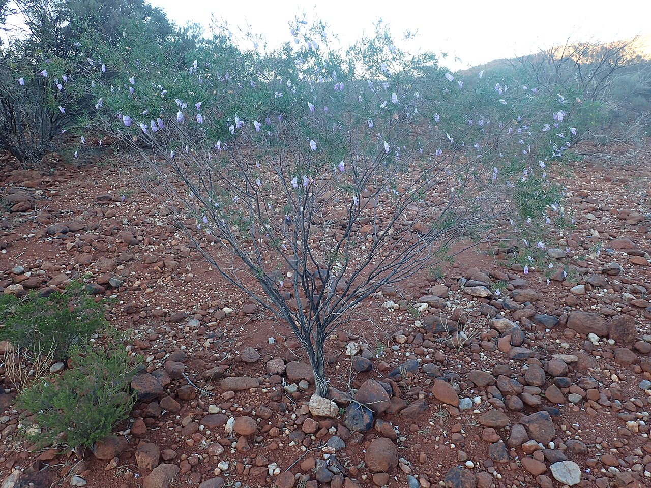 Sticky emu bush: Eremophila glutinosa growing at "The Pound" near Mount Augustus