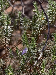 Sticky emu bush (Eremophila glutinosa)