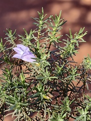 Sticky emu bush (Eremophila glutinosa)
