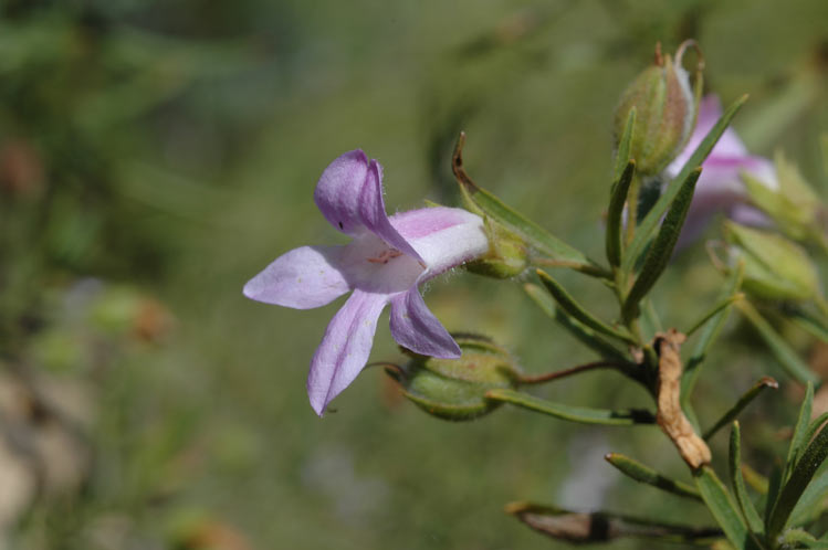 Goodwin's emu bush: Eremophila goodwinii