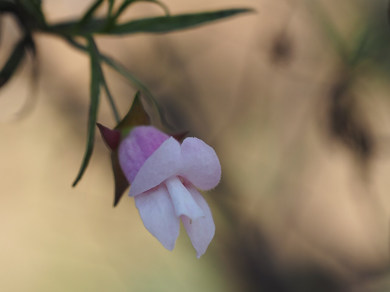 Eremophila granitica: Eremophila granitica flower
