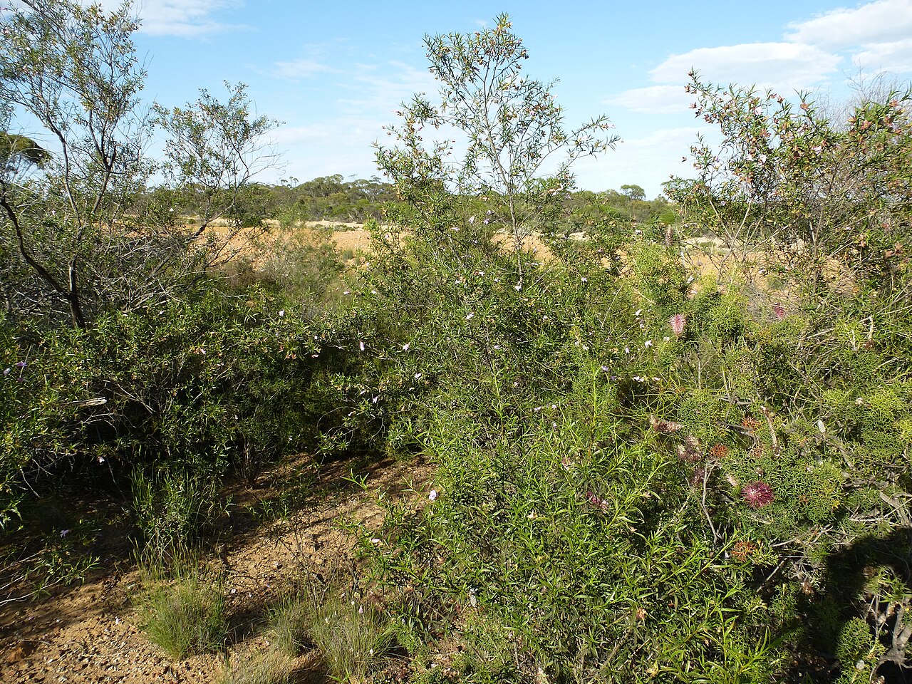 Eremophila granitica: Eremophila granitica growing near Perenjori