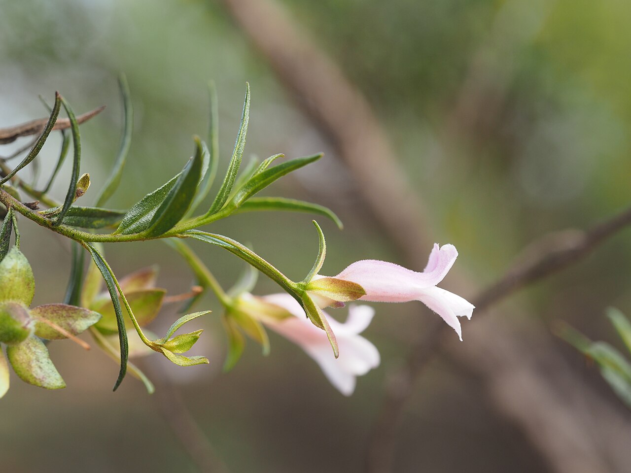 Eremophila granitica: Eremophila granitica leaves, sepals, flowers and fruits