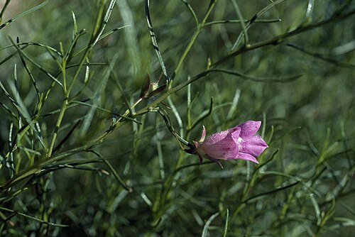 Eremophila granitica: Eremophila granitica
