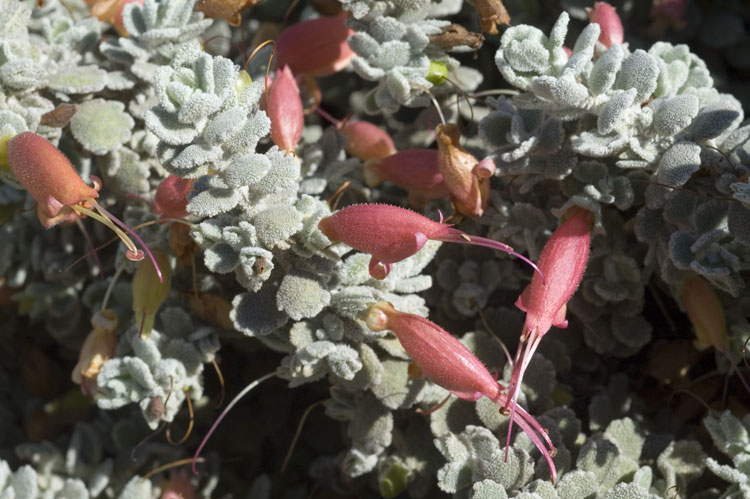 Hill's emu bush: Eremophila hillii in the Arid Zone Botanic Gardens, Port Augusta, South Australia