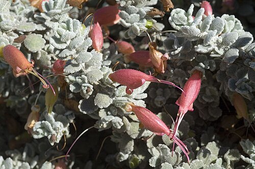 Hill's emu bush: Eremophila hillii in the Arid Zone Botanic Gardens, Port Augusta, South Australia
